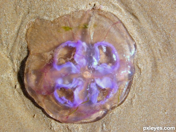 Moon Jellyfish